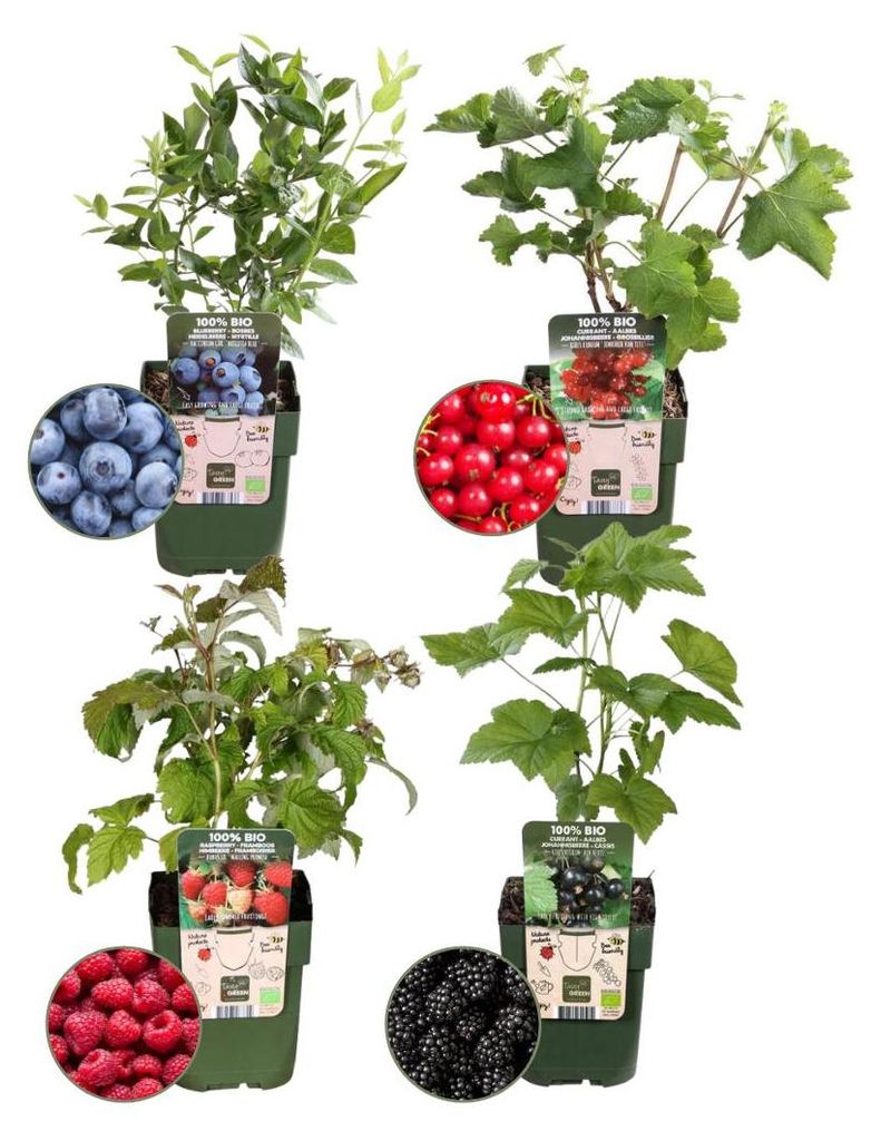 Plants by Frank | Fruchtparadies  Obstpflanzen Mix | Produktbild 