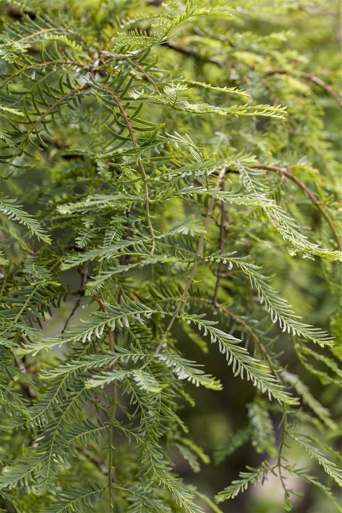 Metasequoia glyptostroboides 'Miss Grace', 60 cm, mehrjährig
