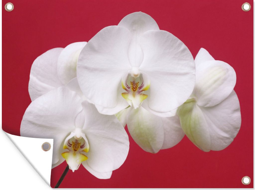 MuchoWow 40x30 cm Outdoor-Poster Gartendeko Sichtschutz Garten Poster für den Garten Weiße Orchidee auf Rot