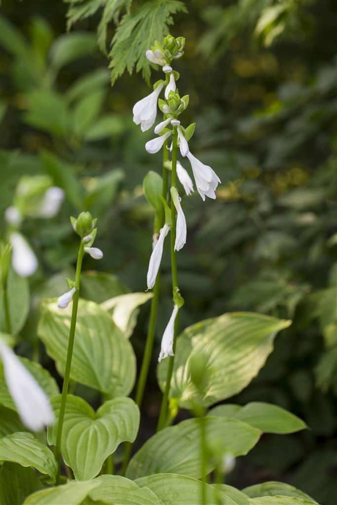 Hosta plantaginea 'Royal Standard', Duftende Funkie, ca. 11x11 cm Topf
