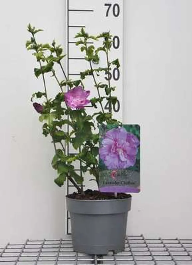 Hibiscus syriacus Lavender Chiffon® - Arbuste de 40-60 cm en Conteneur