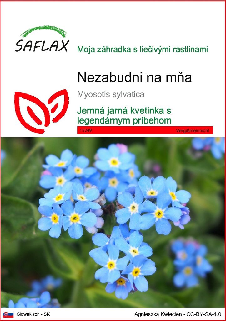 SAFLAX - Nezabudni na mňa - Myosotis sylvatica - 150 Semená Obrázok produktu 