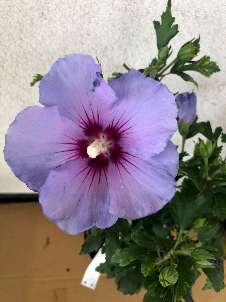 Hibiscus Syriacus 'Oiseau Bleu' - Garteneibisch - 40-60 cm Produktbild 
