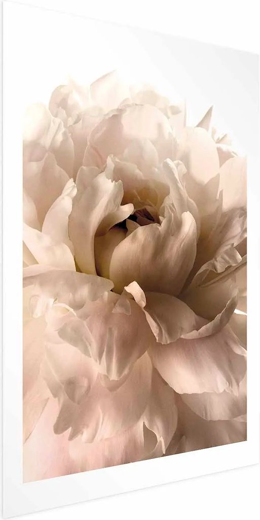 Posterpapier Poster - Soft Petals 29.7x42 cm Blumen b-C-0500-ao-a