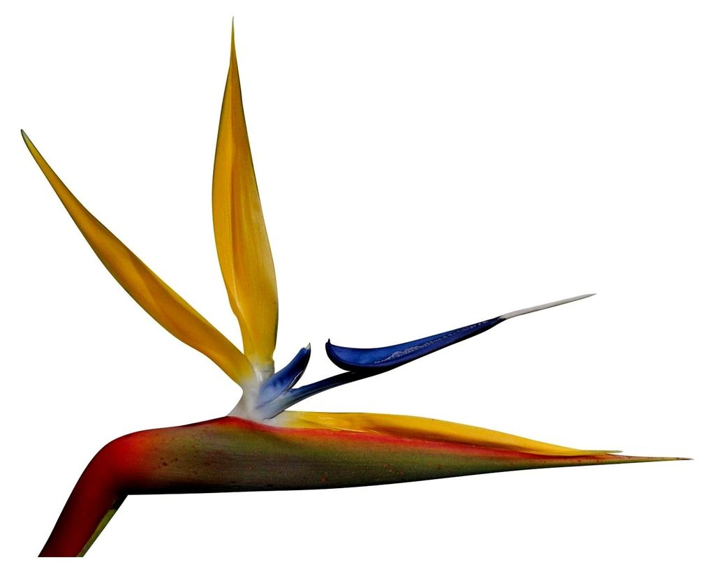 Strelitzia Reginae "Bunte Paradiesvogelblume" 10 Samen