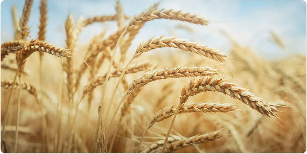 Ohren Im Feld– Schreibtischunterlage – Schreibtisch Tischunterlage – 100x50 cm – Unterlage Groß Schreibtischmatte