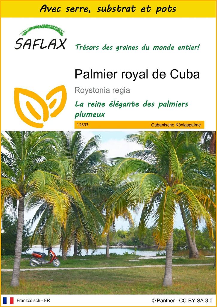 SAFLAX Ensemble de culture - Palmier royal de Cuba - 8 Image du produit 