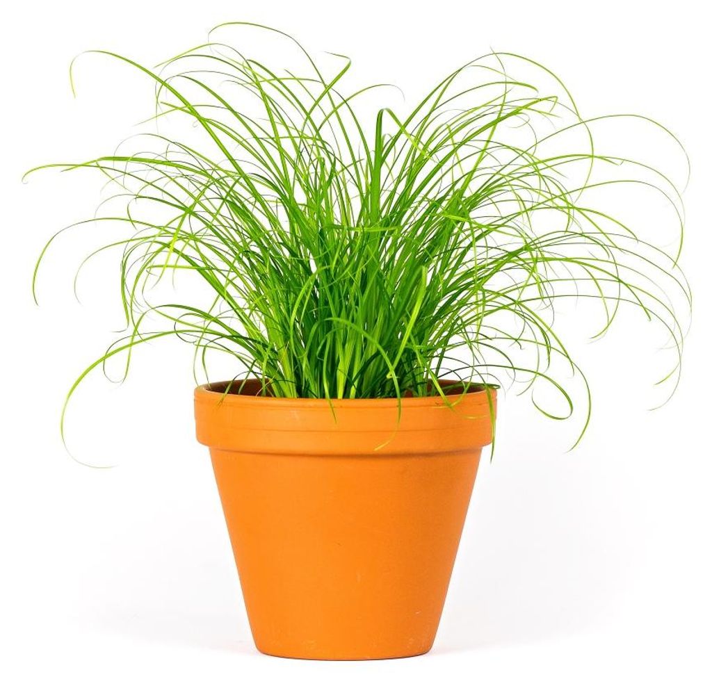 Gardners Cyperus Zumula, priemer 12 cm Obrázok produktu 