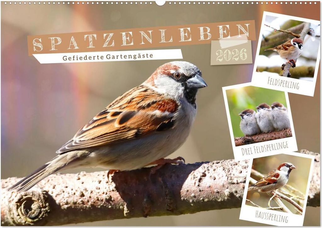 Gefiederte Gartengäste, Spatzenleben (Wandkalender 2026 DIN A2 quer), CALVENDO Monatskalender