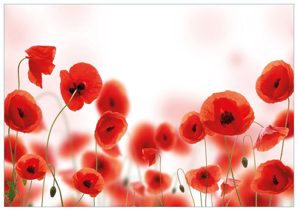 Wallario Premium Glasbild, freischwebende Optik, kräftige Farben, Größe 100 x 70 cm Motiv Leuchtende Mohnblumen - Rote Mohnblumenblüten