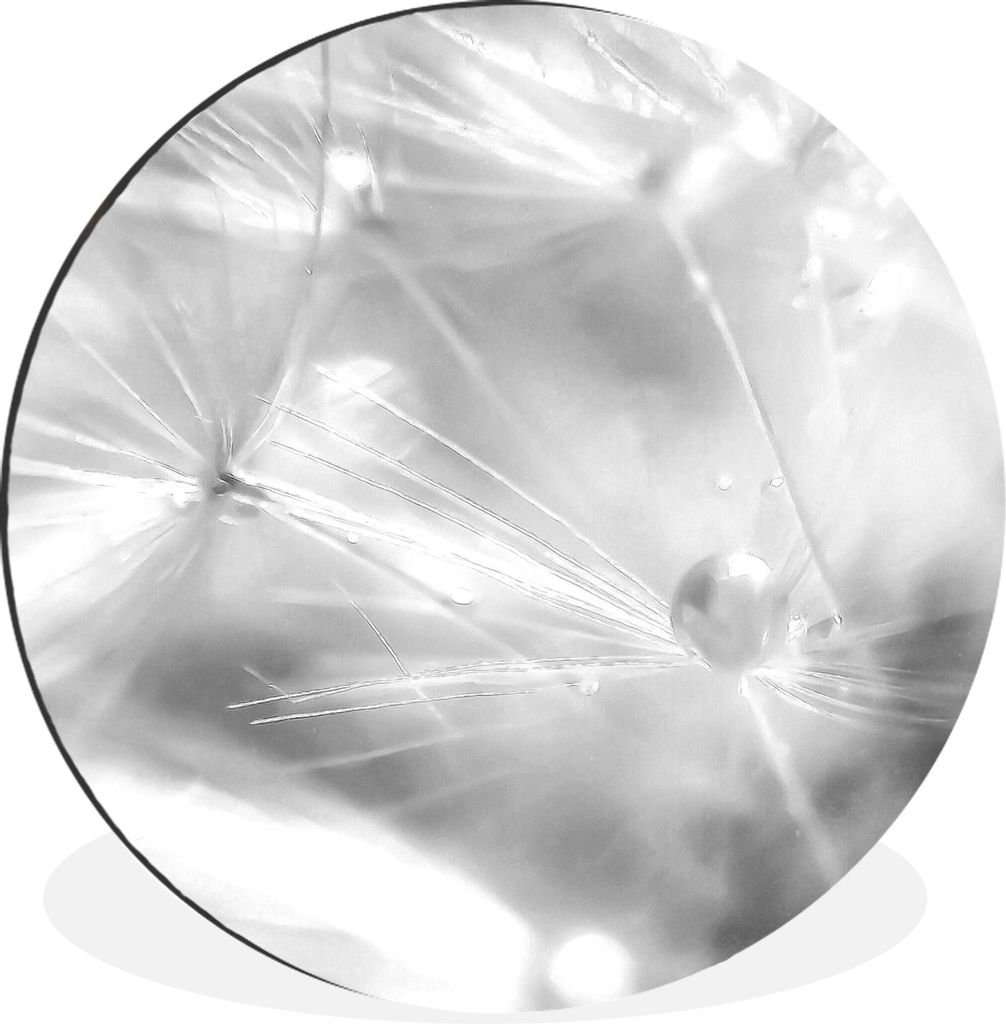 MuchoWow Aluminium Wandkreis Ein Löwenzahnkeimling, bedeckt mit frühem Tau - schwarz und weiß Ø 30 cm Wanddeko Modern Wohnzimmer - Wand Bild ...