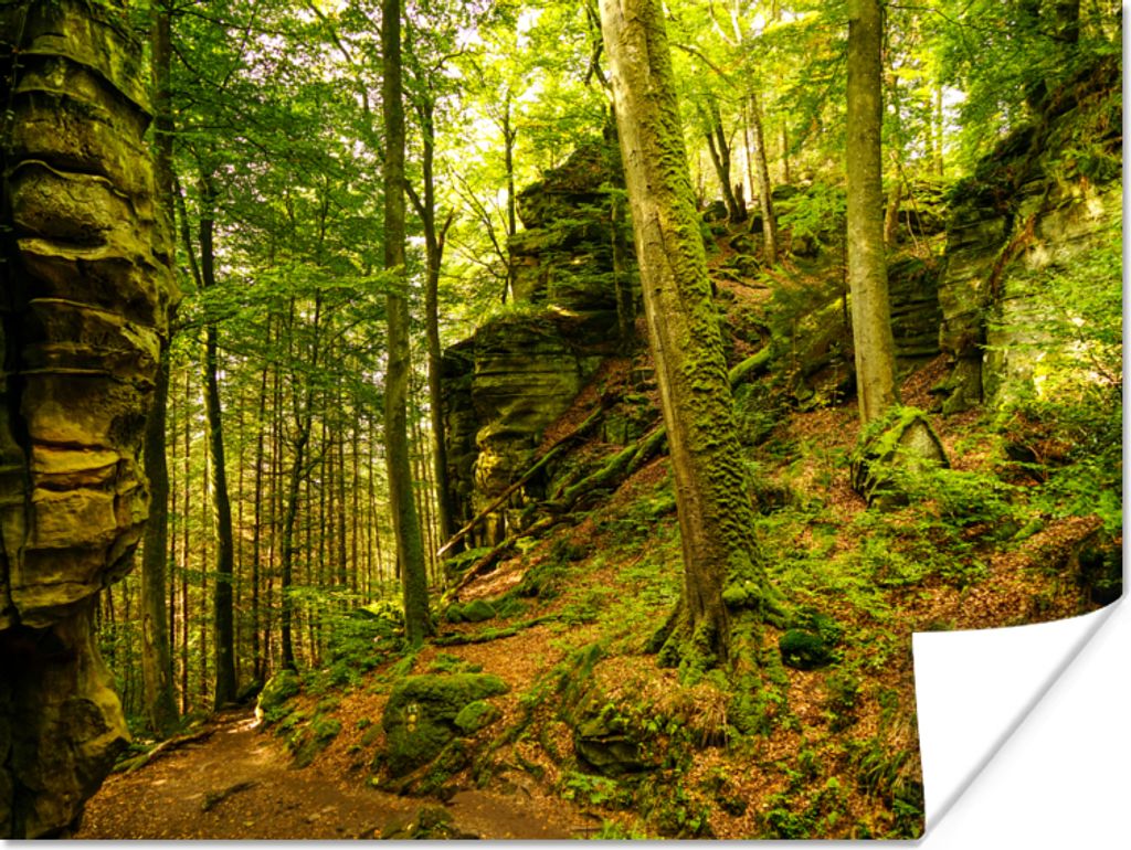 MuchoWow Poster Bäume - Stein - Wald - Natur - Pflanzen 40x30 cm - Plakate für die Wände - Poster Wohnzimmer