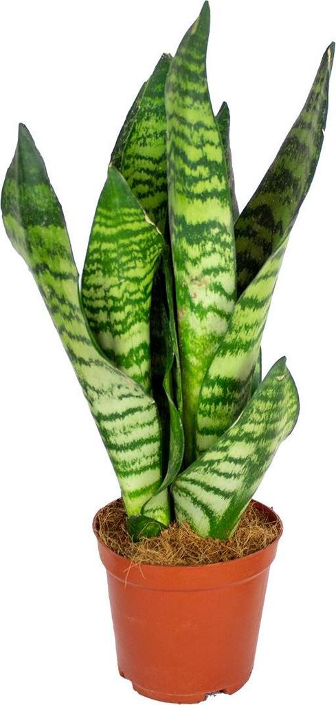 Bloomique - Sansevieria Zeylanica - Bogenhanf - Sukkulenten Produktbild 