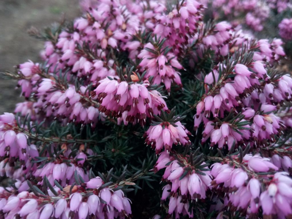 Erica carnea Winter Beauty - Winterheide - 5-Stück Produktbild 