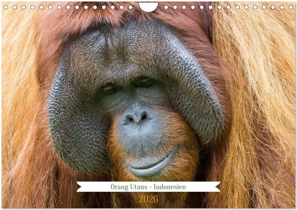 Orang Utans - Indonesien (Wandkalender 2026 DIN A4 quer), CALVENDO Monatskalender