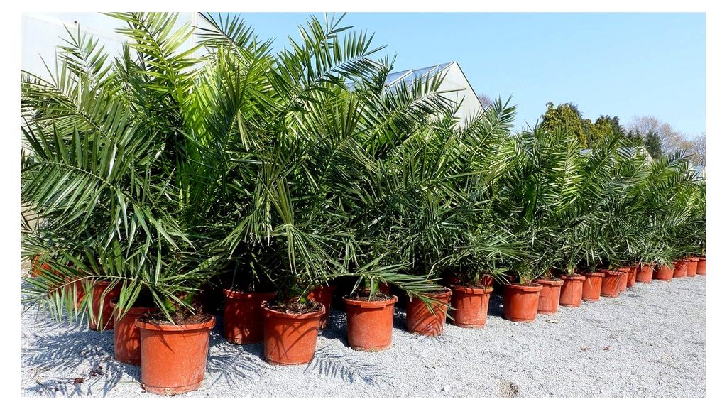 Kanarische Dattelpalme XXL 140-160 cm Phoenix canariensis, winterhart