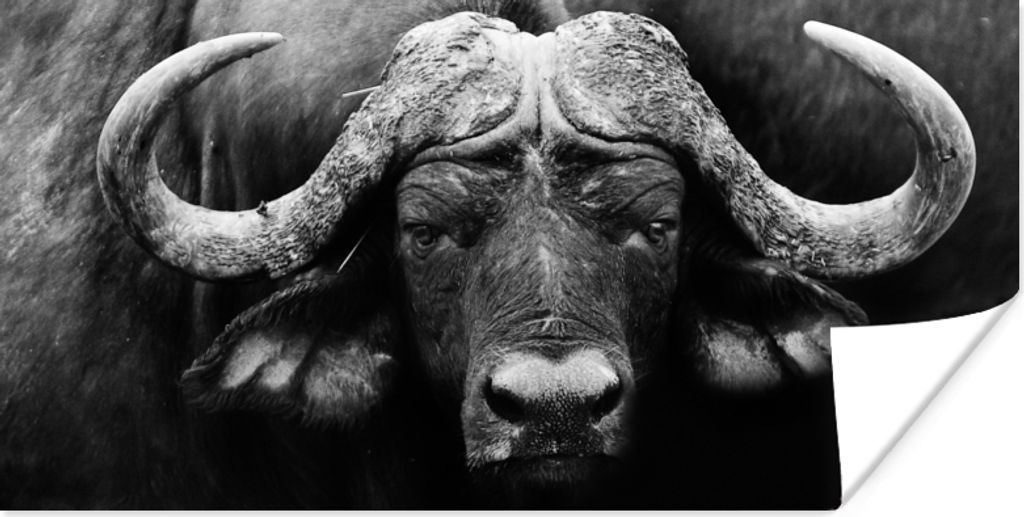 MuchoWow Poster Tiere - Büffel - Schwarz - Weiß - Porträt 150x75 cm - ohne Rahmen