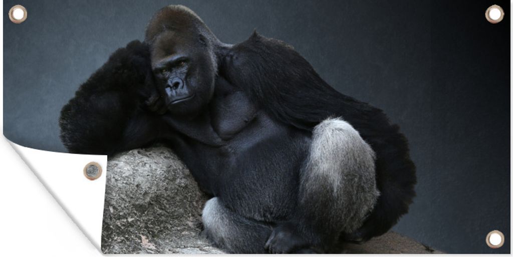 MuchoWow 60x30 cm Outdoor-Poster Gartendeko Sichtschutz Garten Poster für den Garten Gorilla entspannt auf einem Felsen
