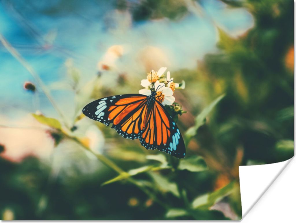 MuchoWow Poster Schmetterling - Blumen - Garten 80x60 cm - Kunst für zu Hause