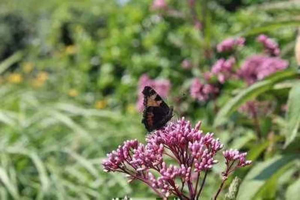6x Eupatorium maculatum Purple Bush - Moutarde d'eau en Pot 9x9 cm