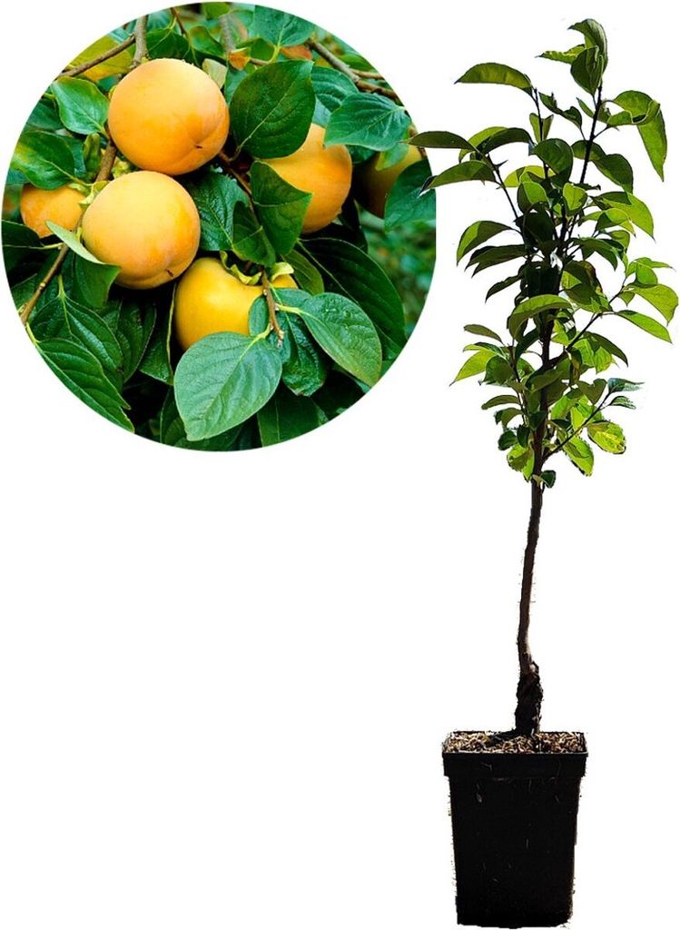Set mit 3 exotischen Obstbäumen – 1 Aprikose, 1 Pfirsich, 1 Produktbild 4