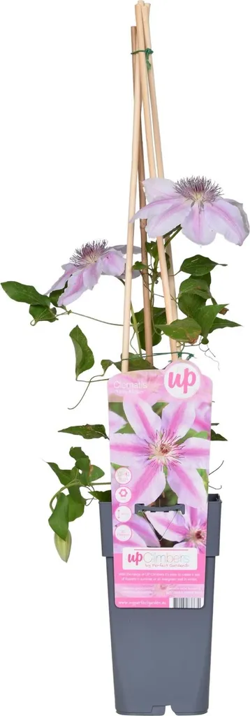 Clématite Nelly Moser 65 cm : Plante Grimpante Rose et Blanche de Jardin