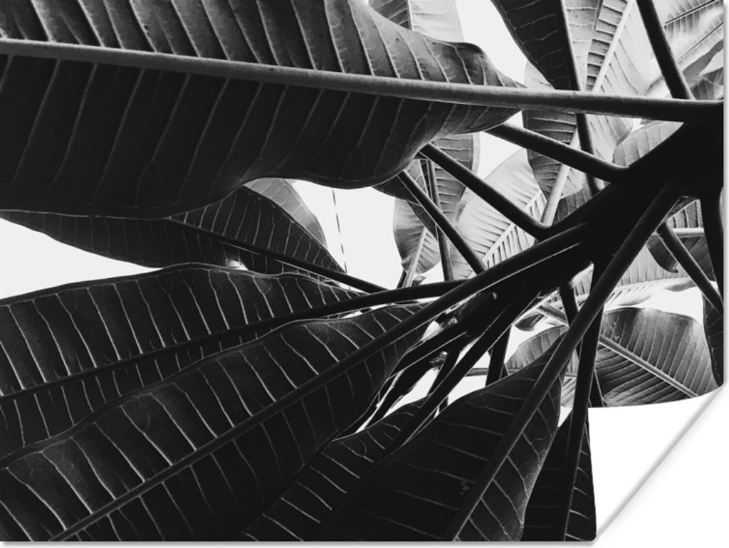 MuchoWow Poster Palmenblatt - Tropisch 160x120 cm - Foto Plakat