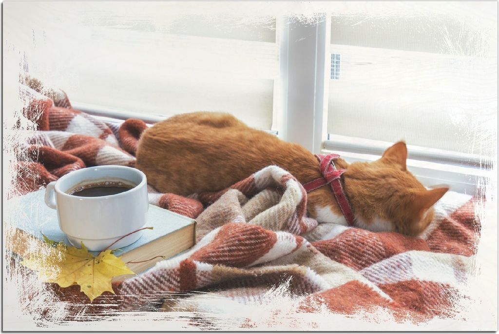 Kunstdrucke Wandbilder Holz in : Brillante Farben, Größe 60 x 90 cm Motiv Schlafende Katze beim Kaffeekränzchen