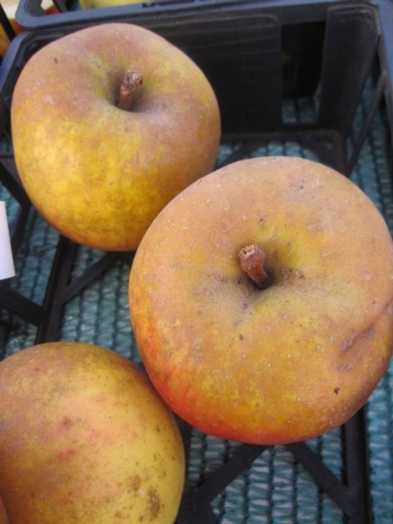 Malus Schöner aus Boskoop - Winterapfel Schöner aus Boskoop