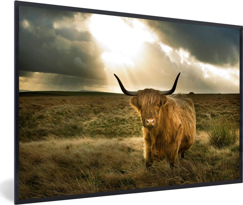 MuchoWow MuchoWow Gerahmtes Poster Schottisches Hochlandrind - Sonne - Gras 60x40 cm - Poster mit zchwarzem Bilderrahmen - Printing - Wanddeko ...