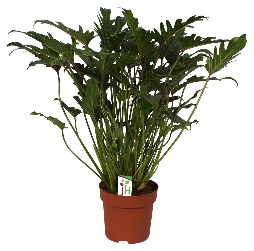 Philodendron Xanadu im 21-cm-Topf, Gesamthöhe ca. 65 cm Produktbild 