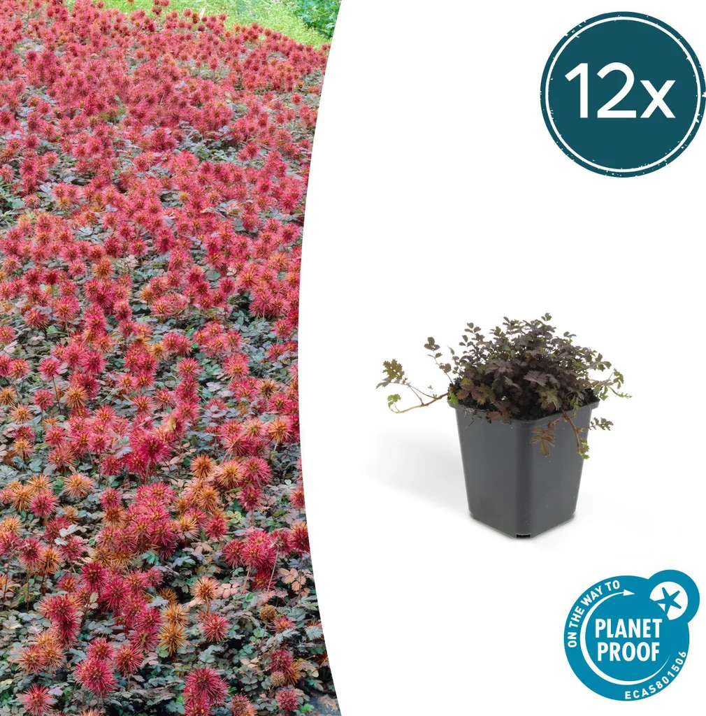Acaena Kupferteppich Bronze - Couvre-sol Persistant et Rustique - 12 Pots - 3