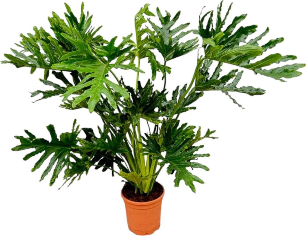 Trendyplants - Philodendron Selloum - Spitzenbaum-Philodendron - Zimmerpflanze - Höhe 140-160 cm - Topfgröße Ø30cm