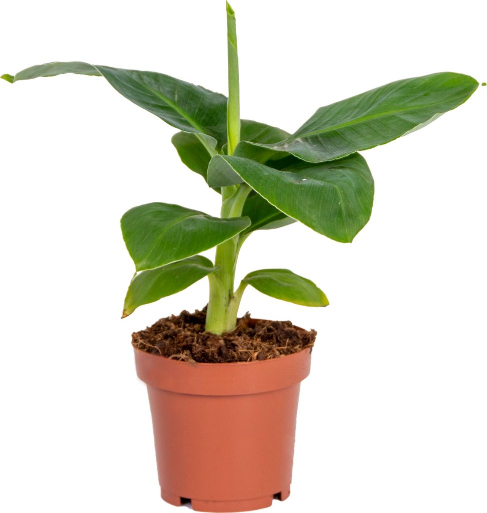 Bloomique - Musa Dwarf Cavendish - Bananier nain - Plante Image du produit 