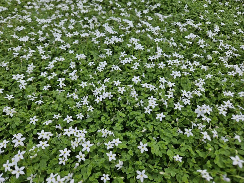 Isotoma fluviatilis Alba rustique - Fleurs blanches et entretien facile