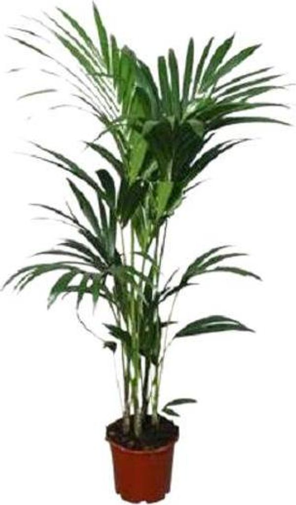 Kentia-Palme Howea forsteriana Ø22cm 120cm Zimmerpalme luftreinigend