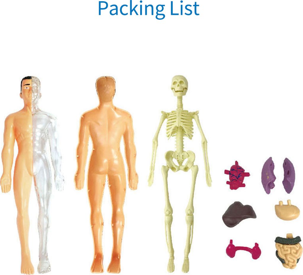 Menschliches Körpermodell Organe und Knochen Einfacher Zusammenbau Lernwerkzeugsatz Anatomie Modell Display STEM Bildungsgeschenk Lehrmittel