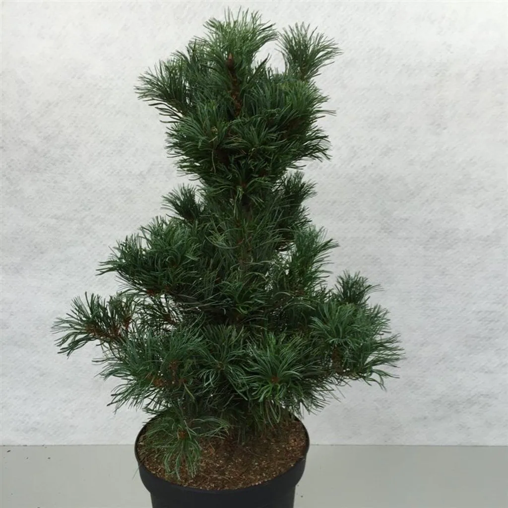 Bonsai Pin blanc japonais - Arbre d'ornement Pinus parviflora 50-60cm