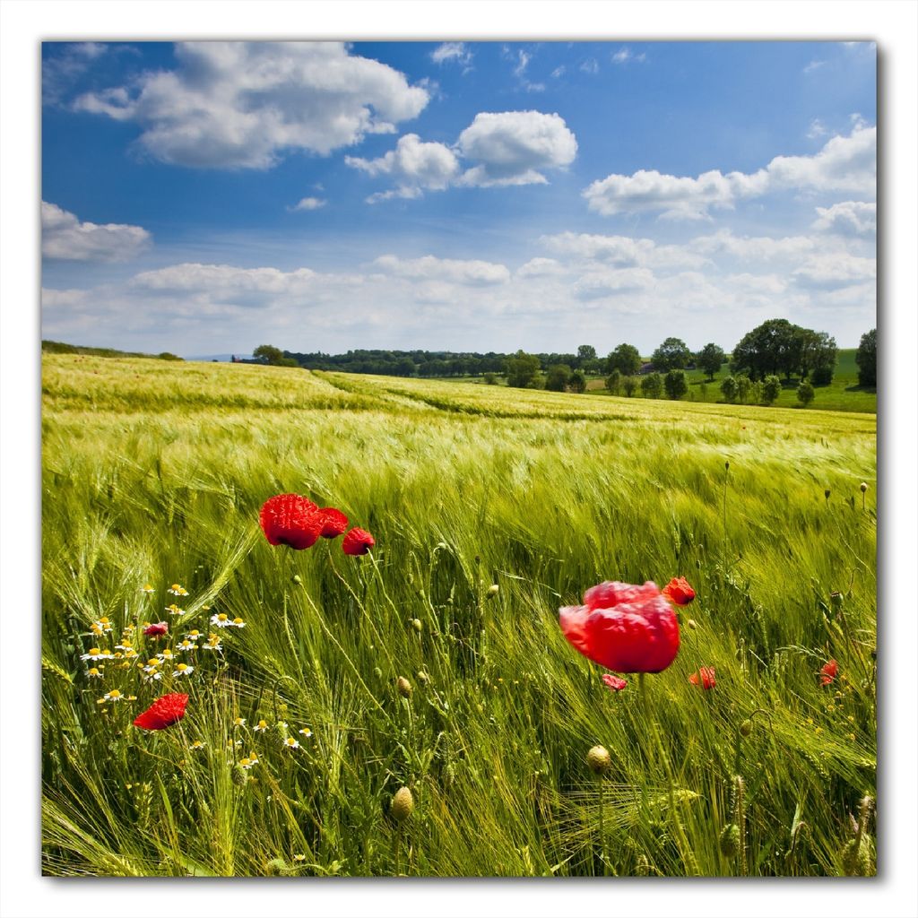 Wallario selbstklebende Möbelfolie/ Tischdecke für Innen und Außen, Größe: 80 x 80 cm - Mohnblumenwiese auf grüner Wiese unter blauem Himmel