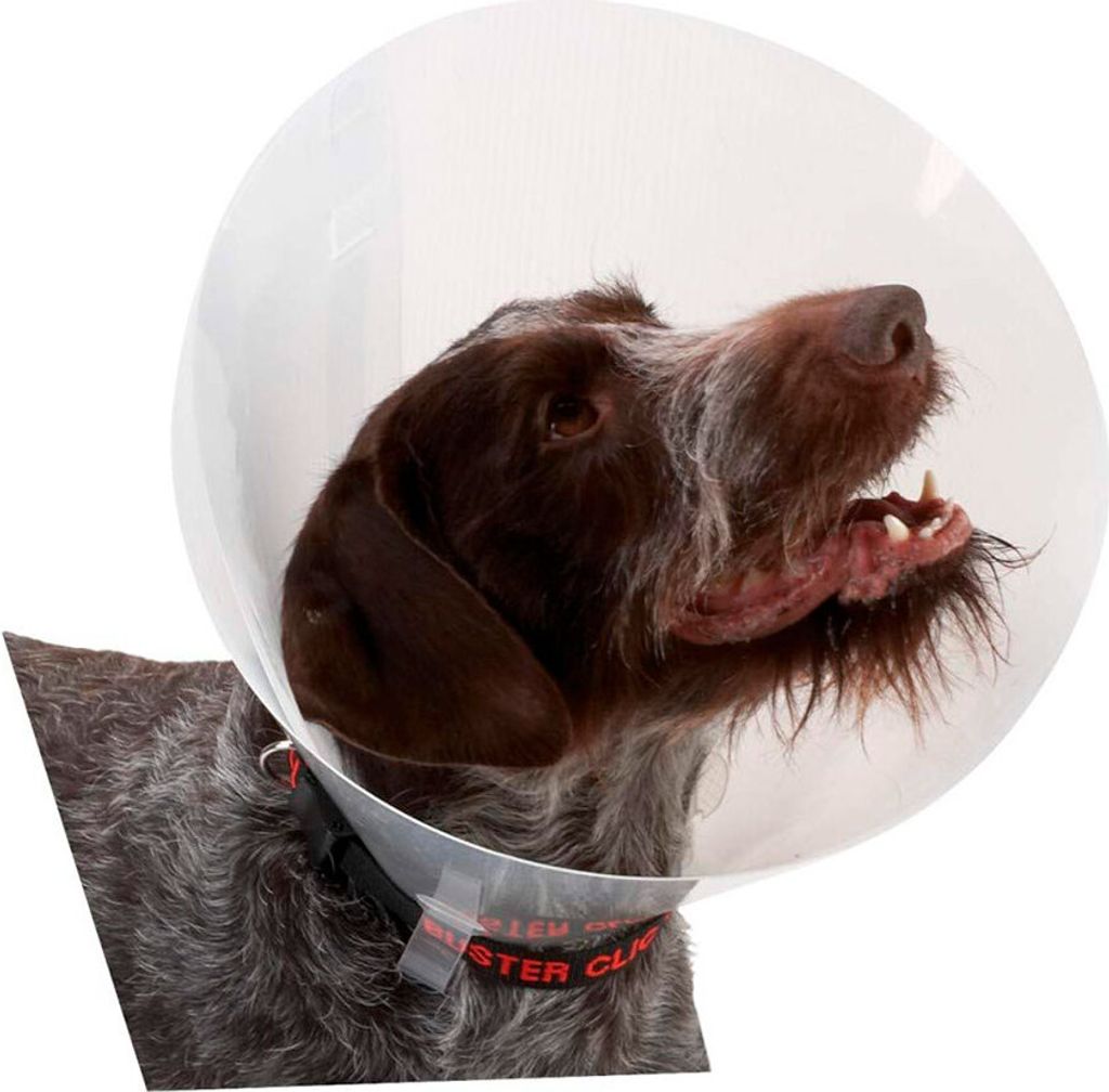 Kruuse K273391 Elizabethan Hundehalsband 10 Einheiten Durchsichtig Durchsichtig One Size