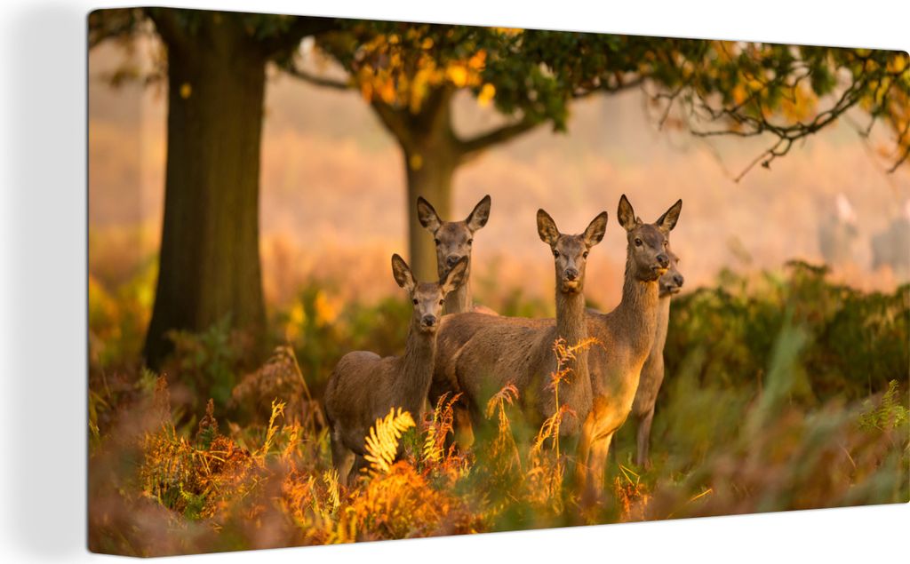 MuchoWow - Leinwandbilder - Waldtiere - Hirsche - Licht, Wandbild, Wanddeko Bilder Wohnzimmer, 80x40 cm