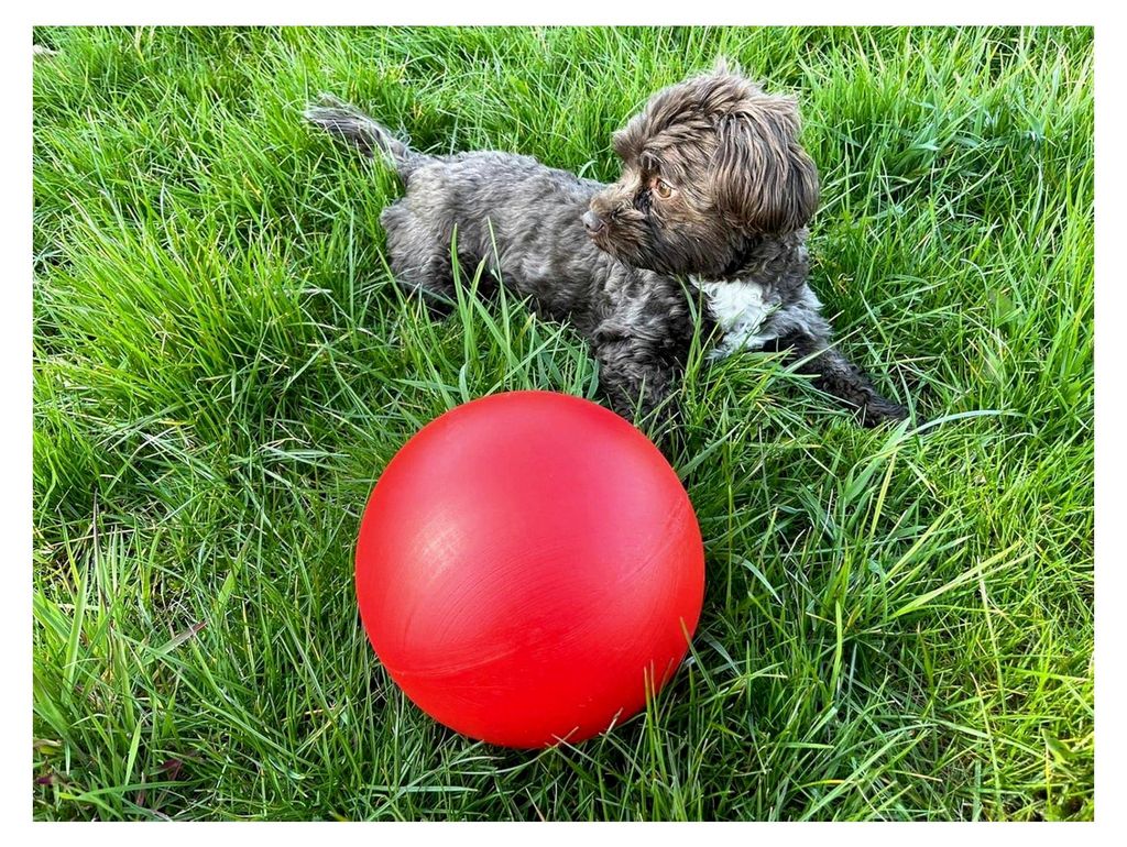 Treibball für Hunde, Pferde und Ferkel, ca. ø 19 cm aus Hartplastik, Hundeball, Antistressball (rot)