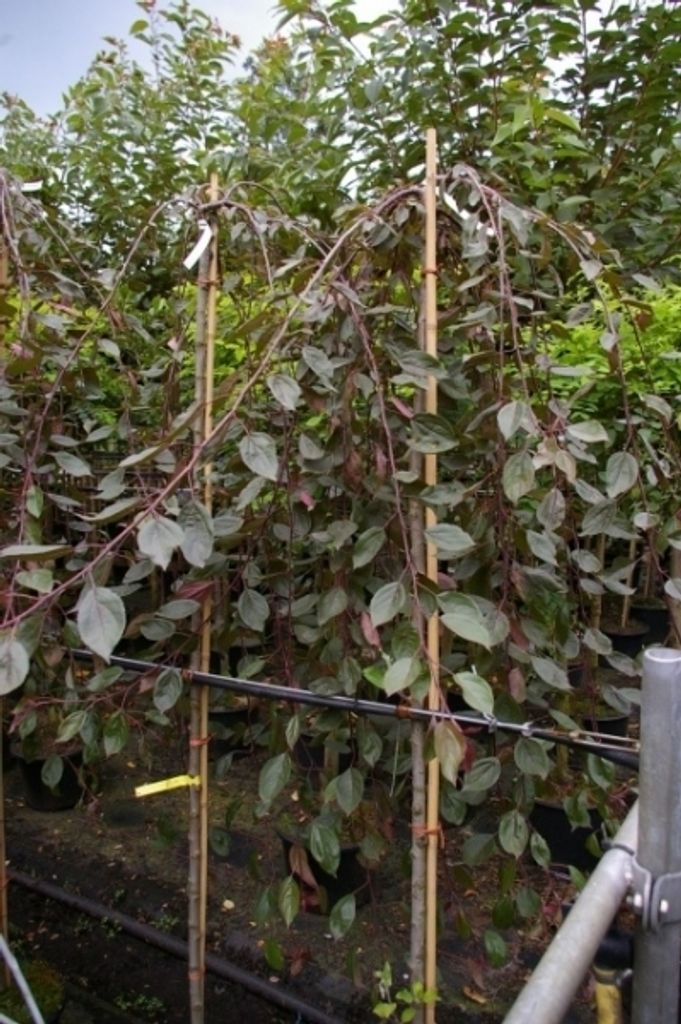 Malus Royal Beauty Stamm - Zierapfel - 120cm