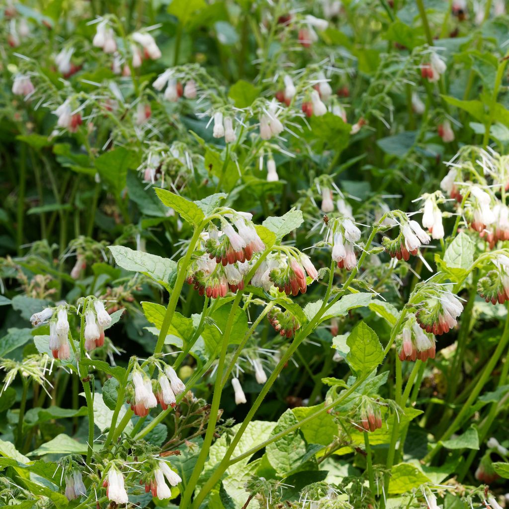Bloomique - 3er Set - Symphytum Grandiflorum - Beinwell - Gartenpflanzen - Winterhart - Höhe 10-20 cm - Topf 9x9 cm