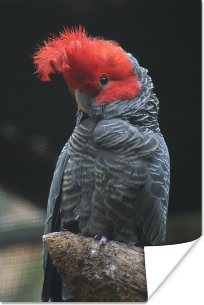 MuchoWow Poster Farbiger Kakadu auf einem Ast 20x30 cm - Papierdruck