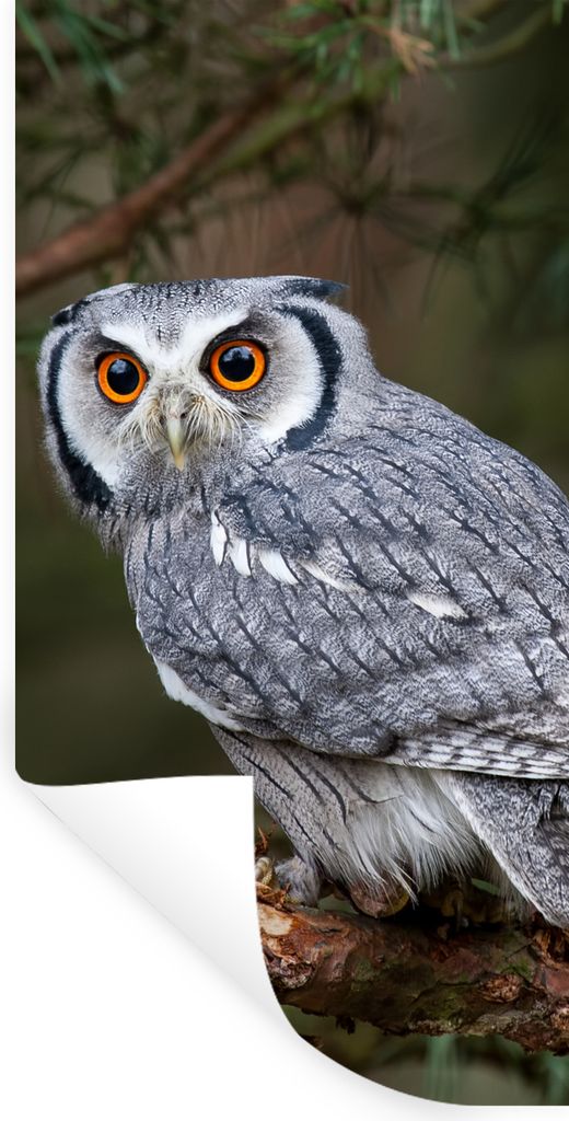 MuchoWow Wandtattoo Wandsticker Wandaufkleber Eule - Vogel - Äste - Natur 20x40 cm Selbstklebend und Repositionierbar - Selbstklebend - Fototapeten