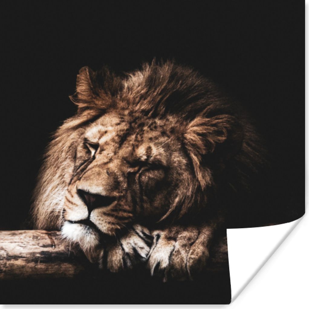 MuchoWow Poster Löwe - Baum - Schlaf 30x30 cm - Wandposter - Printing