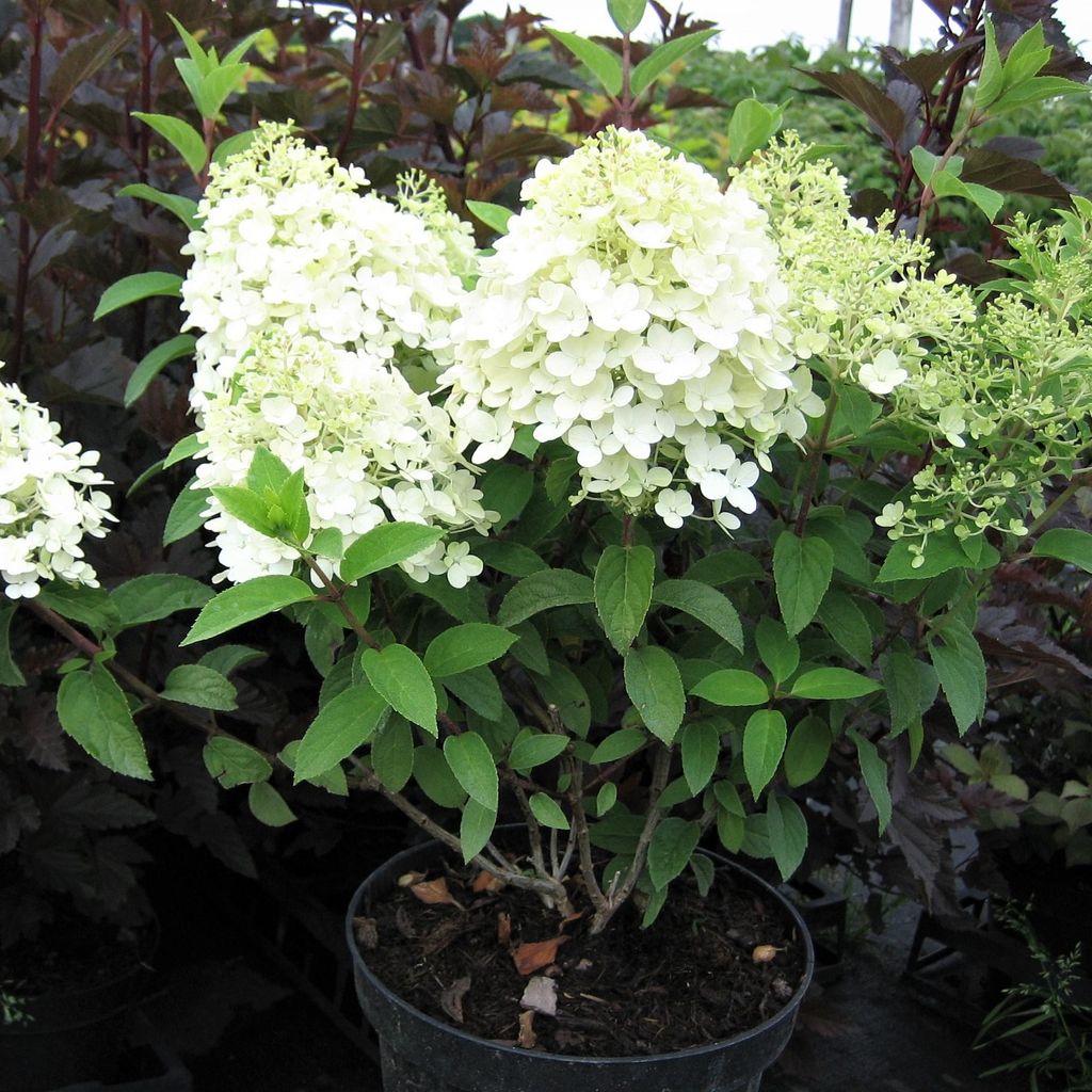 Rispenhortensie Bobo - Hydrangea paniculata
