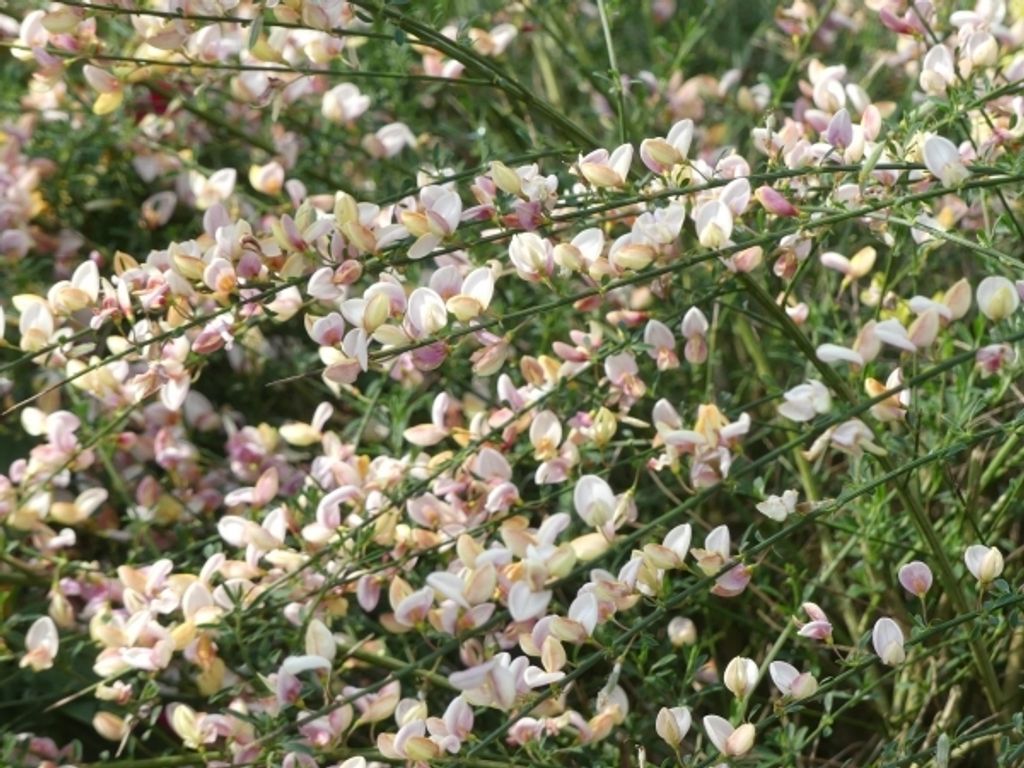 Cytisus scoparius Mrs. Norman Henry - Edelginster - duftend