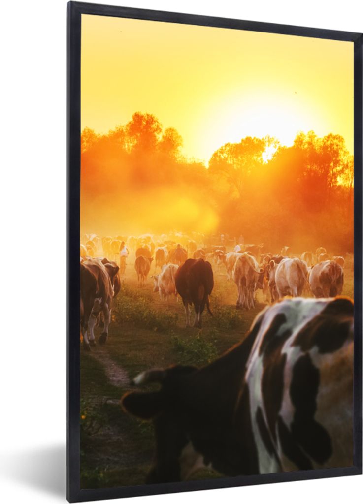 MuchoWow Gerahmtes Poster Kühe - Sonnenuntergang - Wiese - Tiere 60x90 cm - Poster mit Schwarzem Bilderrahmen Wandposter Rahmen Foto Bilder - Kunst